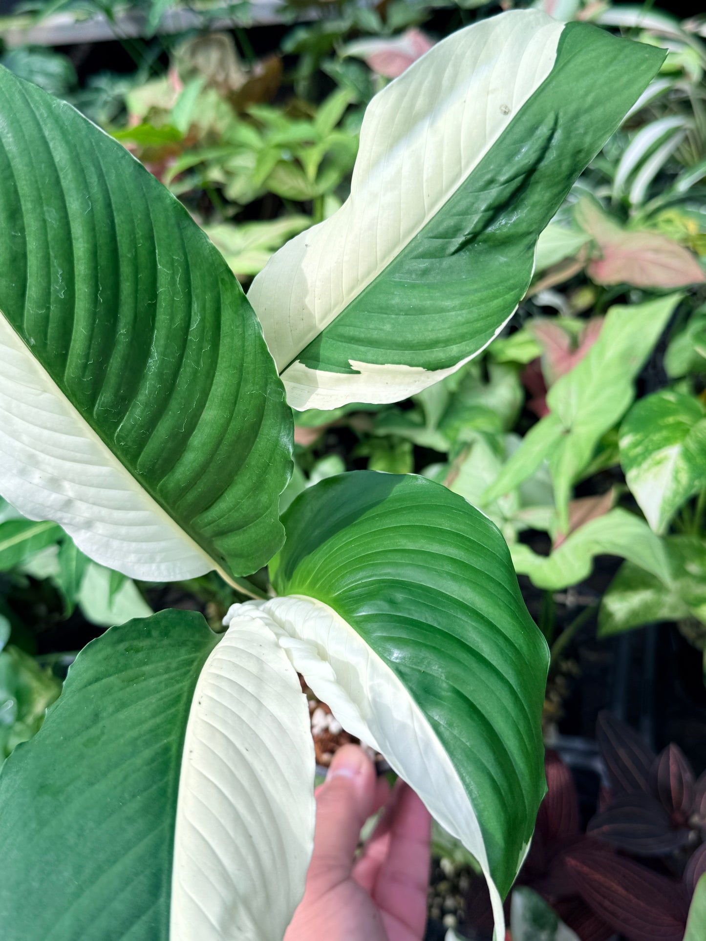 Spathiphyllum 'Variegated Peace Lily' N50