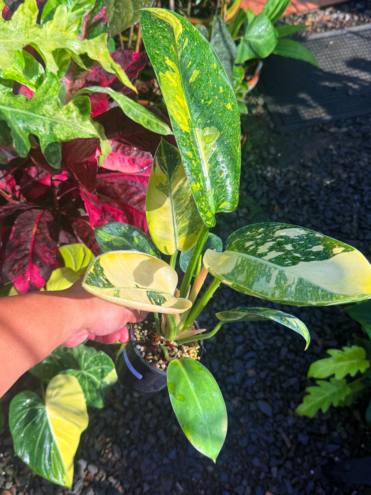 Philodendron Green Congo Nuclear U1