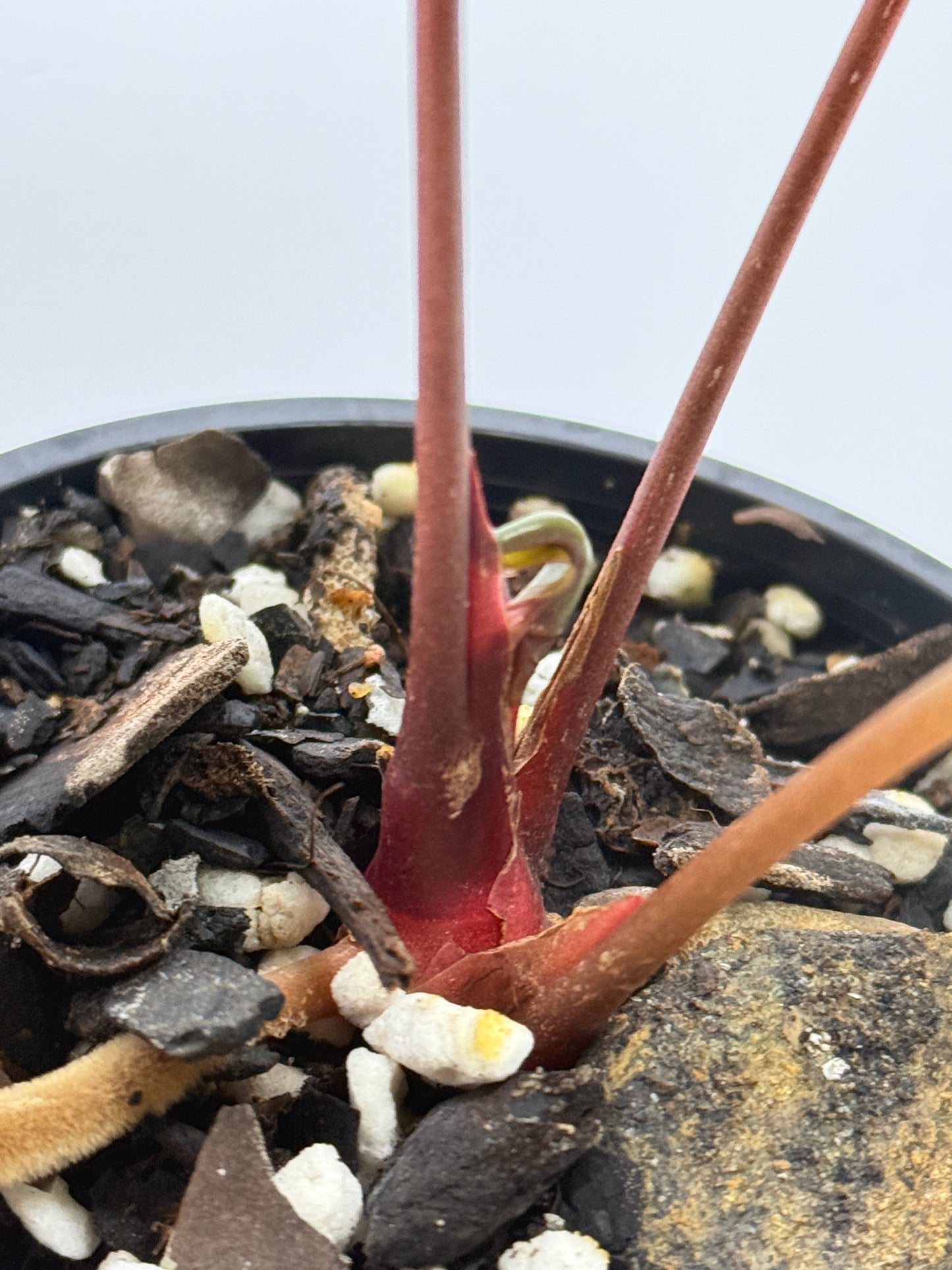 Anthurium hoffmannii Red Sinus aka Blood Moon - Rarely Offered B54