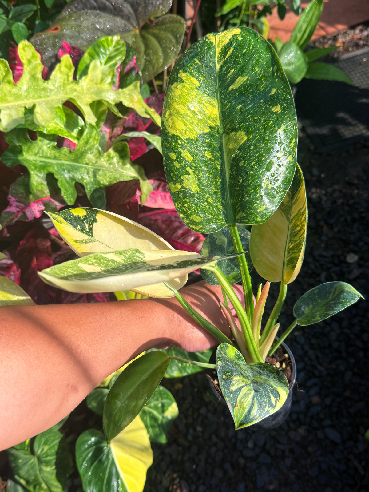 Philodendron Green Congo Nuclear U1