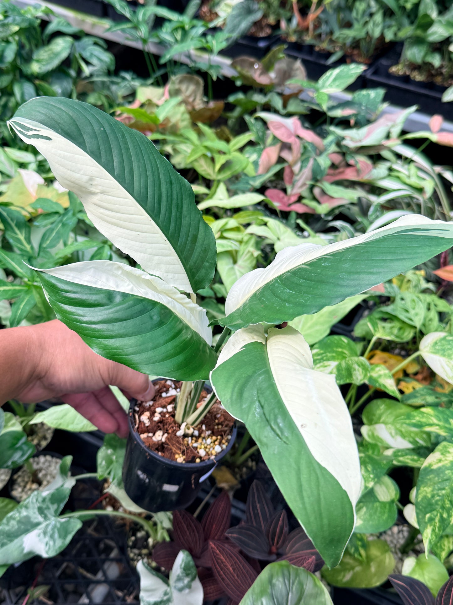 Spathiphyllum 'Variegated Peace Lily' N50