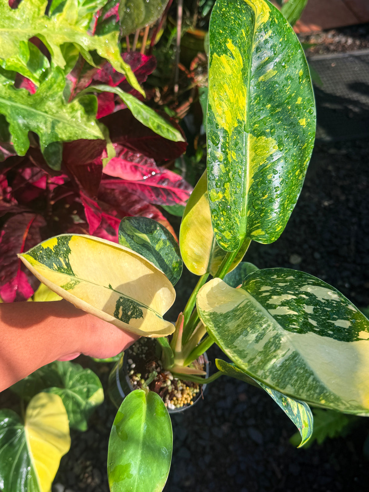 Philodendron Green Congo Nuclear U1