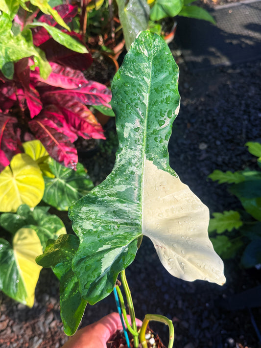 Philodendron bipennifolium variegated U6