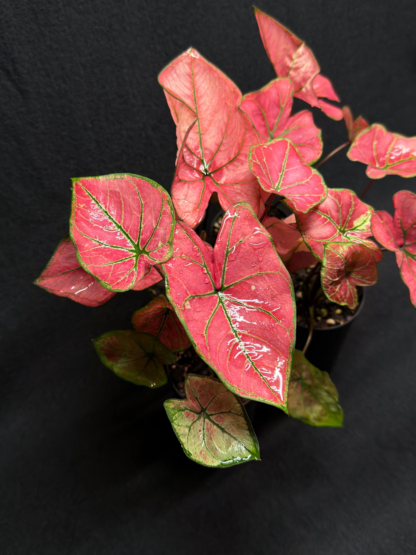 Caladium 'Summer Snow' - Best Plant in Stock.