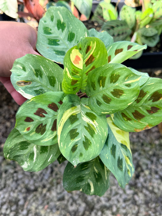 Maranta 'Variegata' N52