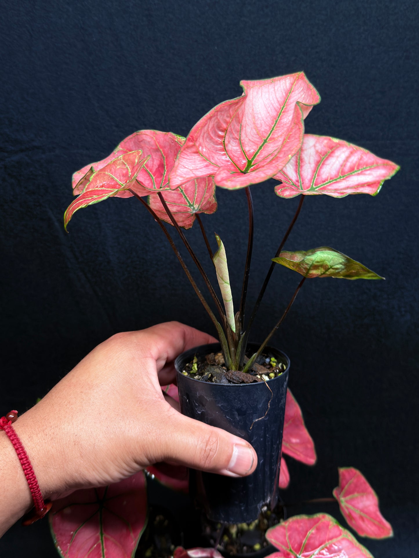Caladium 'Summer Snow' - Best Plant in Stock.