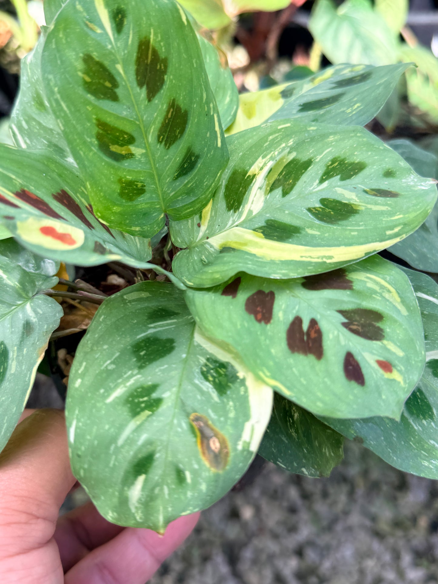 Maranta 'Variegata' N52