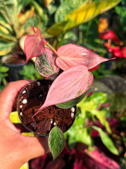 Philodendron 'Micans Pink Mint Variegata' U4