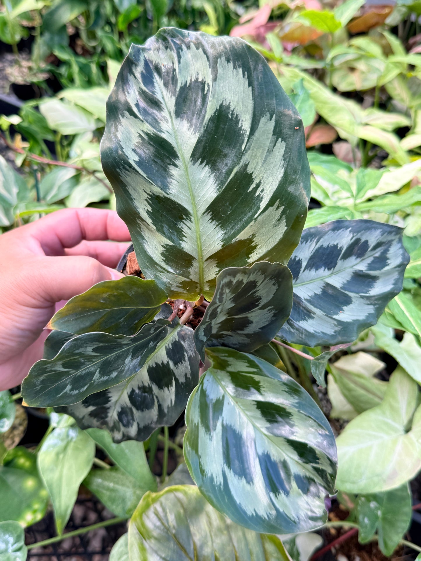 Calathea 'Helen Kennedy' N51