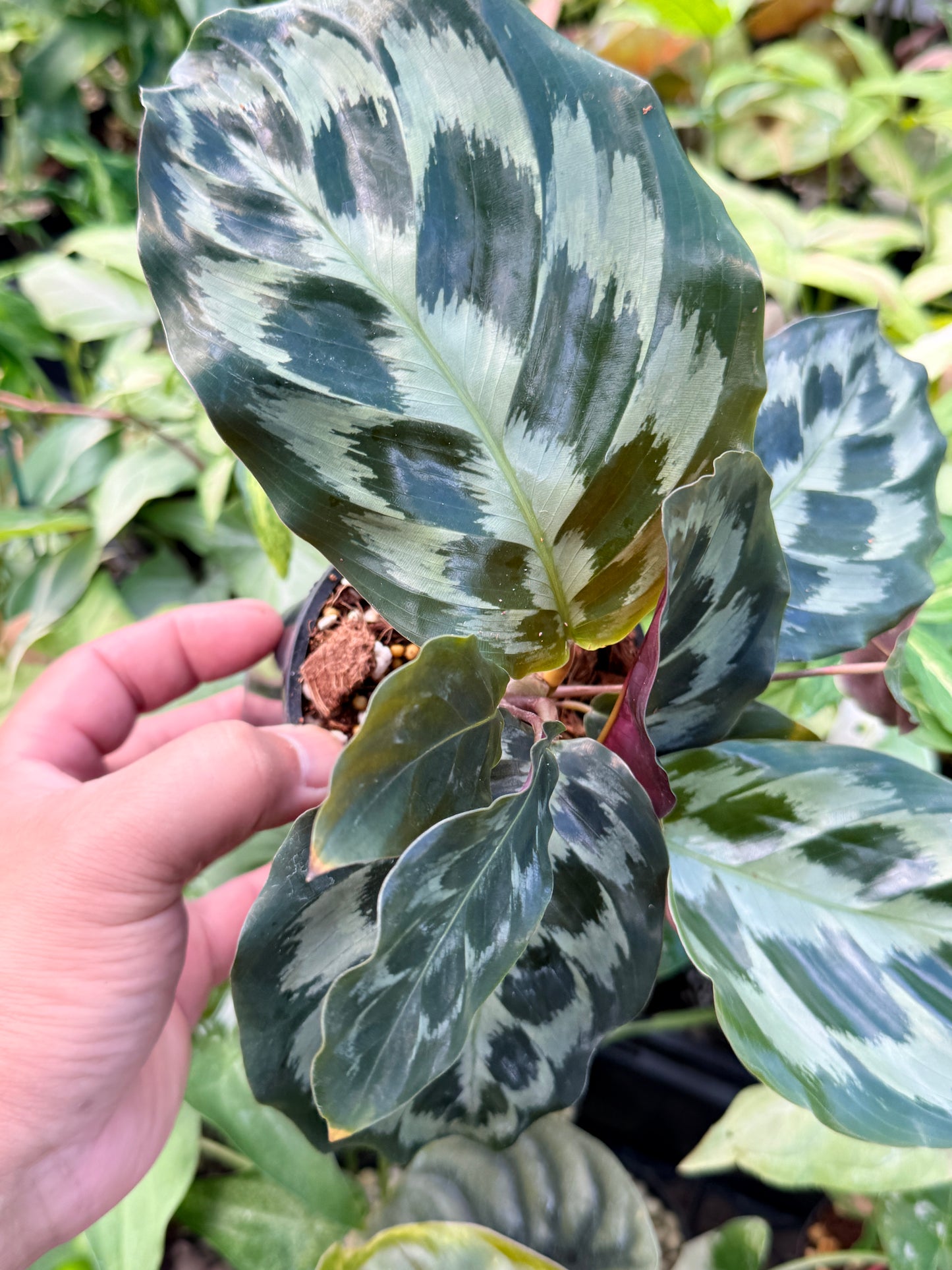 Calathea 'Helen Kennedy' N51