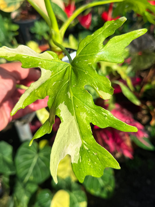 Philodendron 'Warscewiczii Variegata' U2