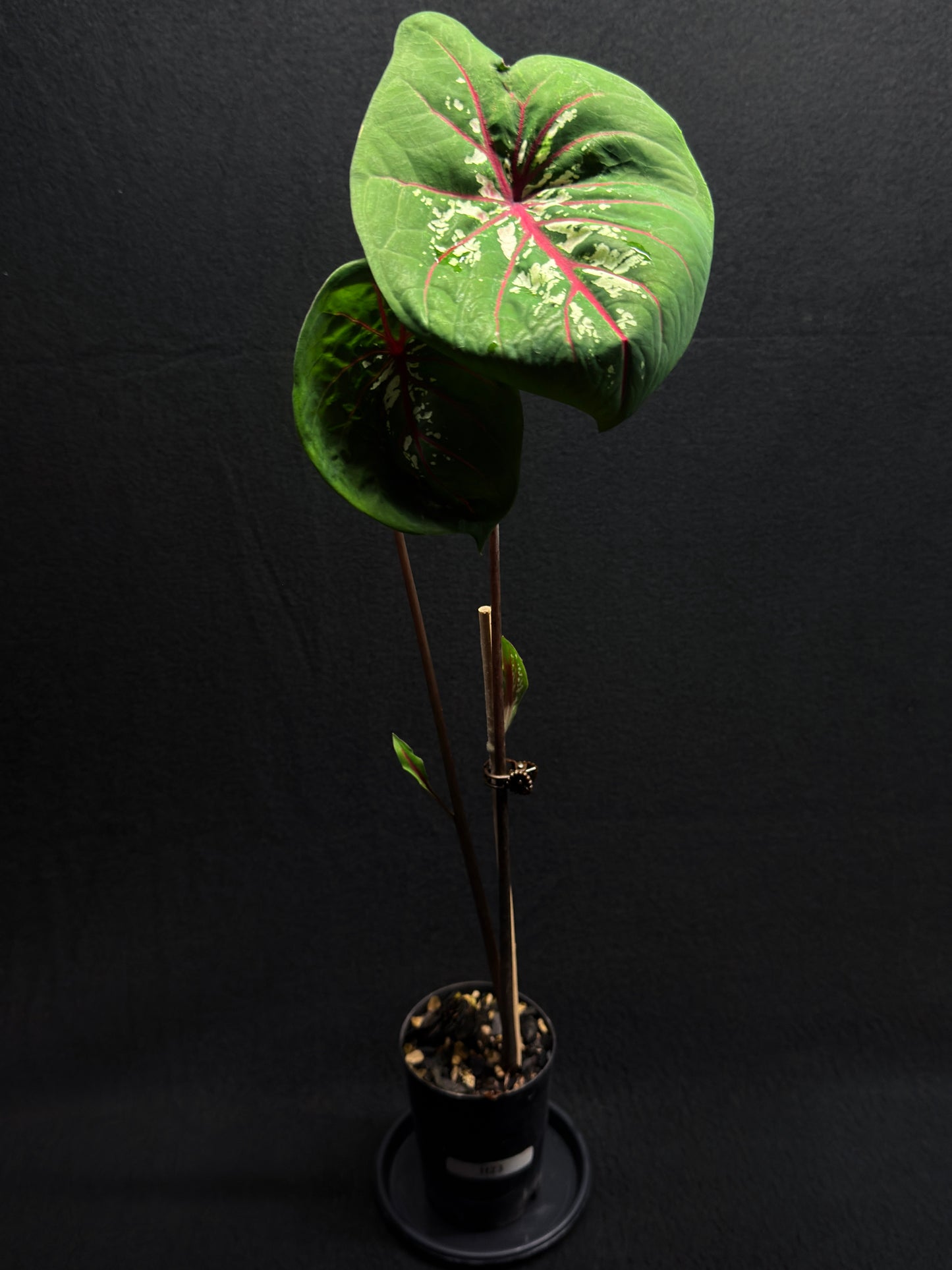 Caladium 'True Lotus' H23