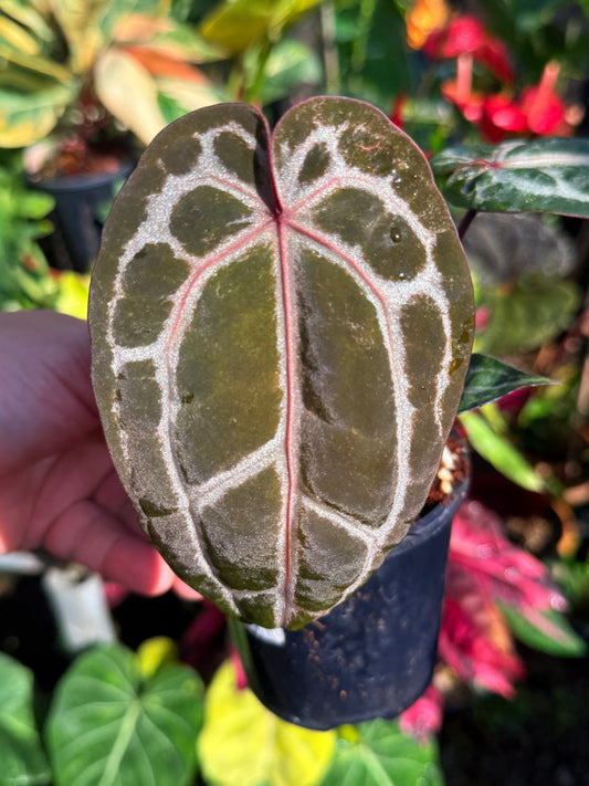 Anthurium 'Red Crystallinum' S19