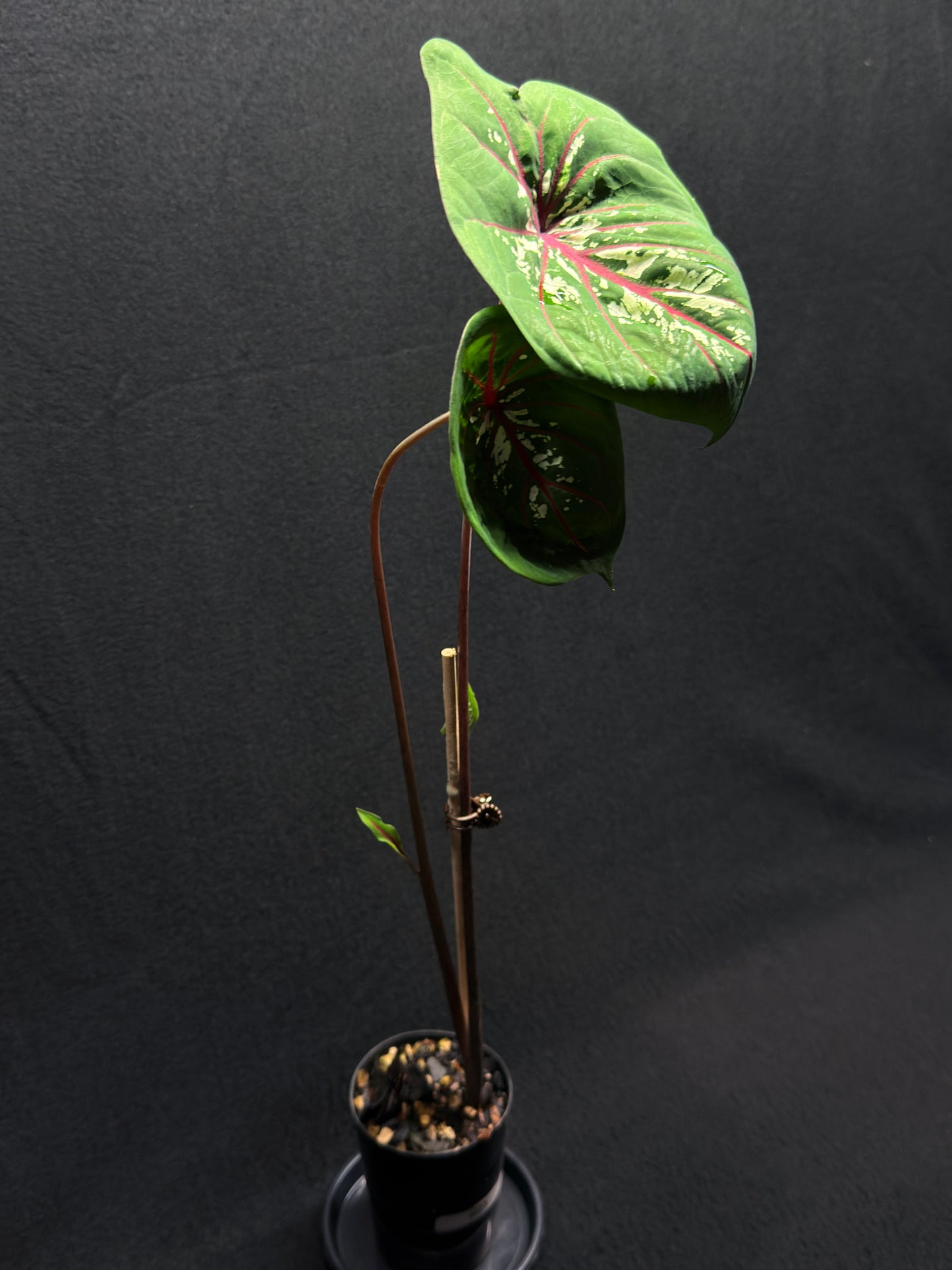 Caladium 'True Lotus' H23