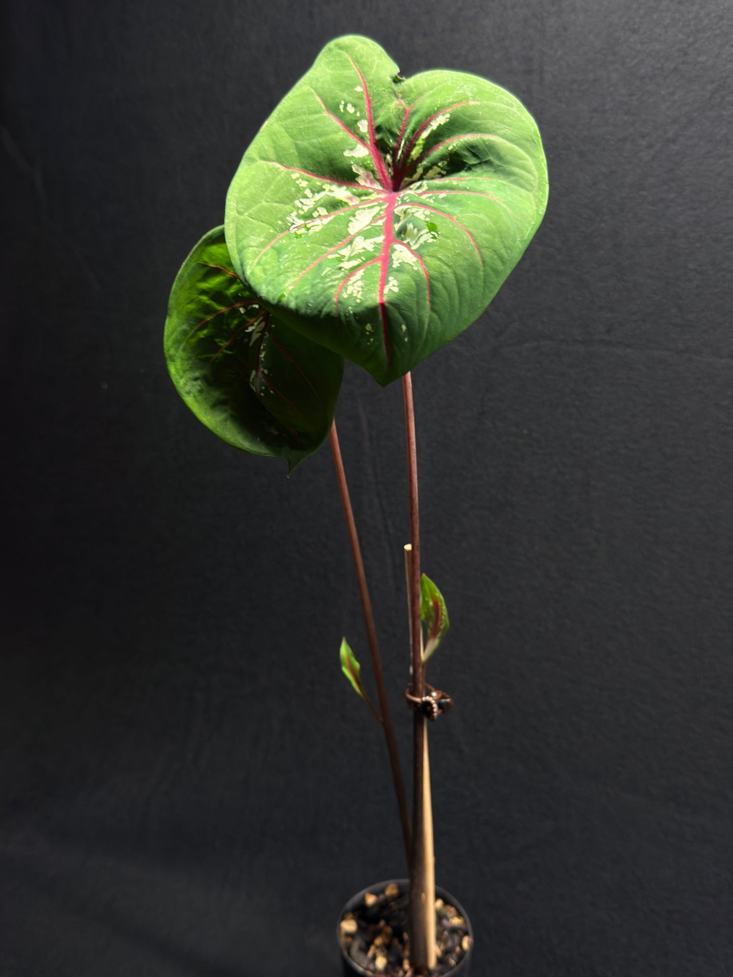 Caladium 'True Lotus' H23