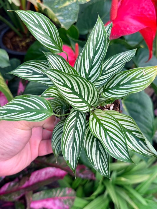 Calathea 'Vittata' N55