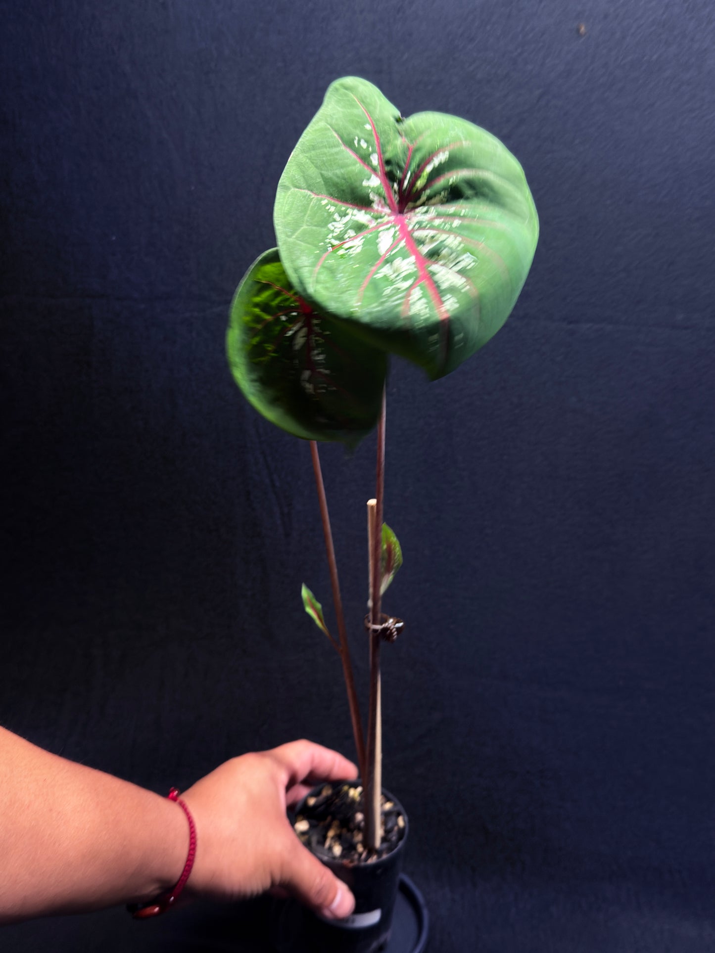 Caladium 'True Lotus' H23