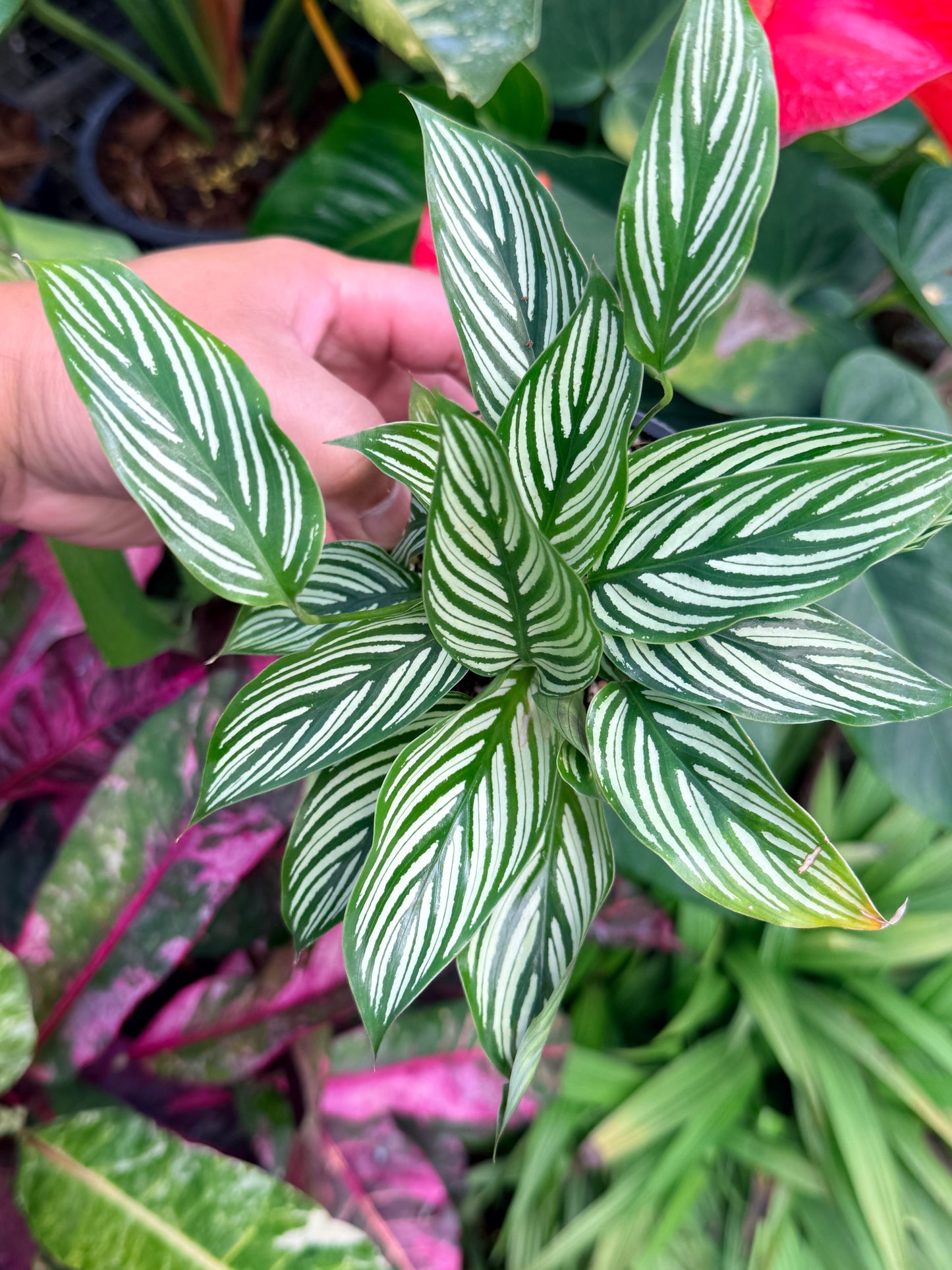 Calathea 'Vittata' N55