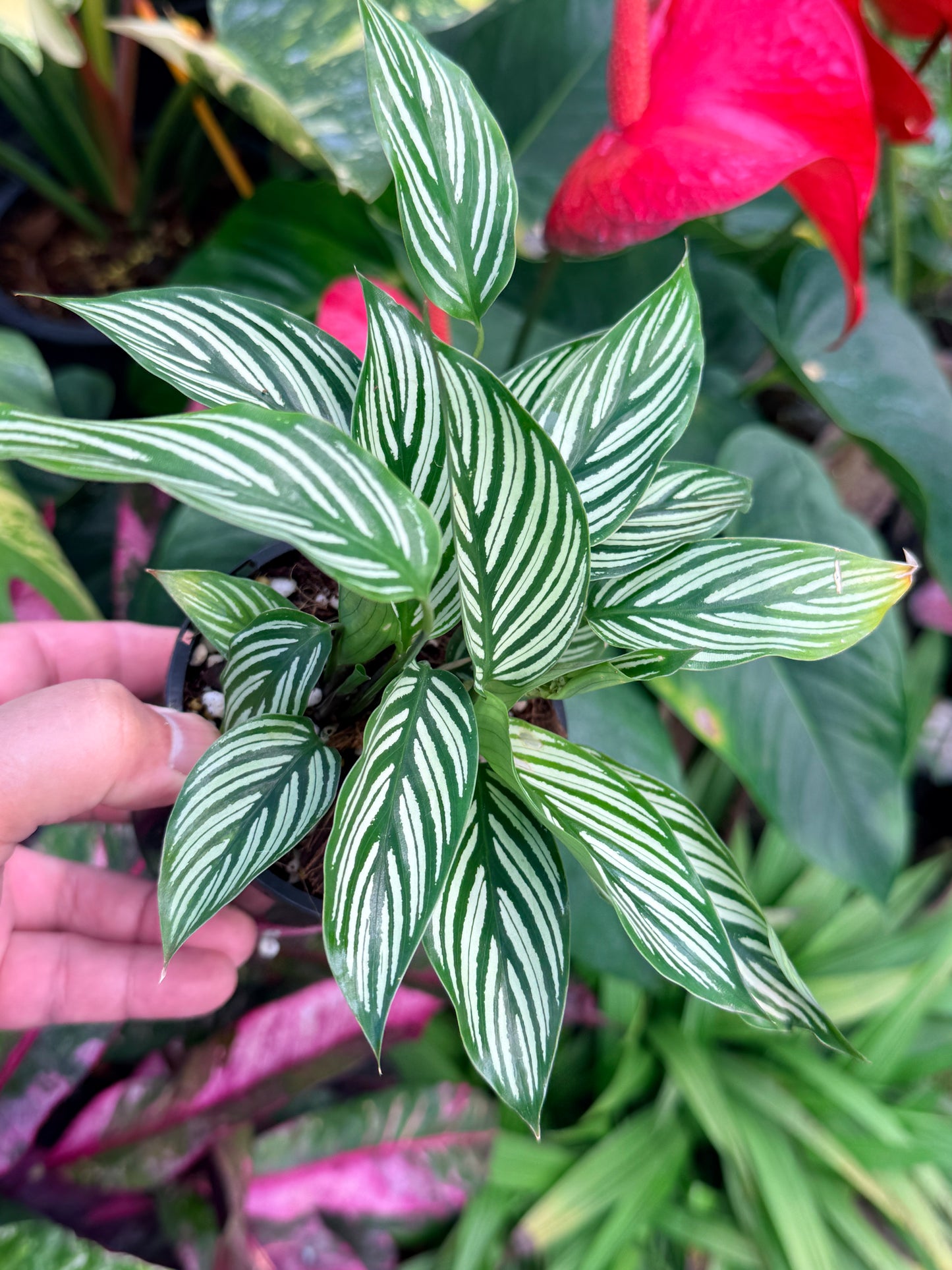 Calathea 'Vittata' N55