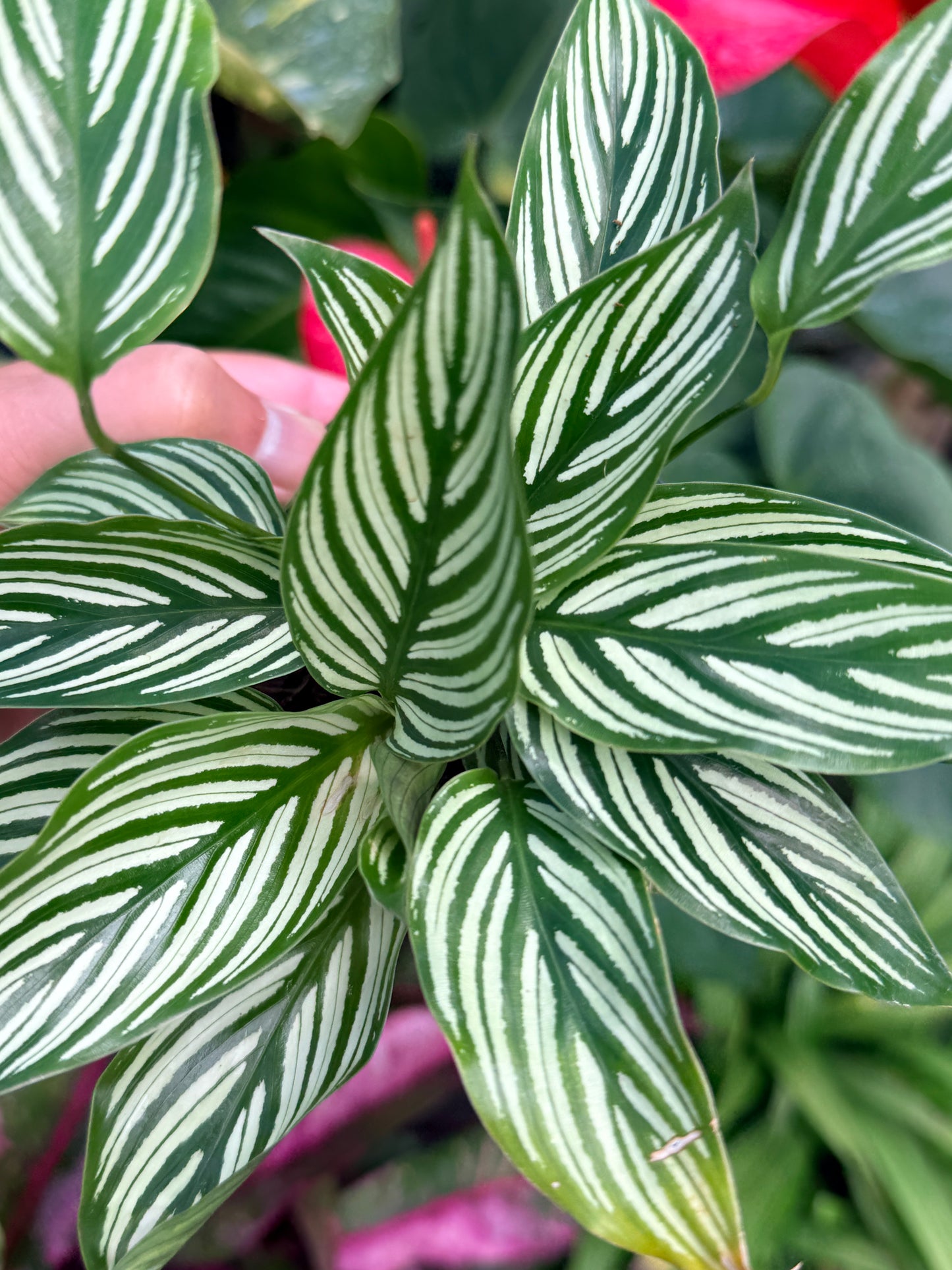 Calathea 'Vittata' N55