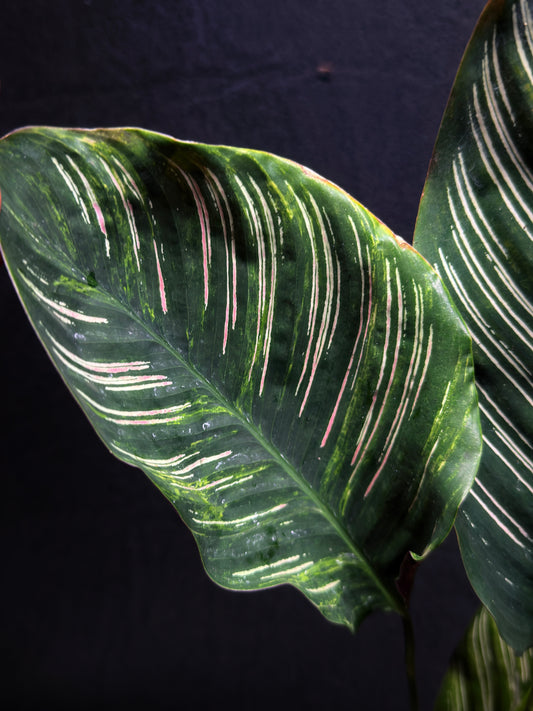 Calathea sanderiana 'Pinstripe Calathea' Variegated H24