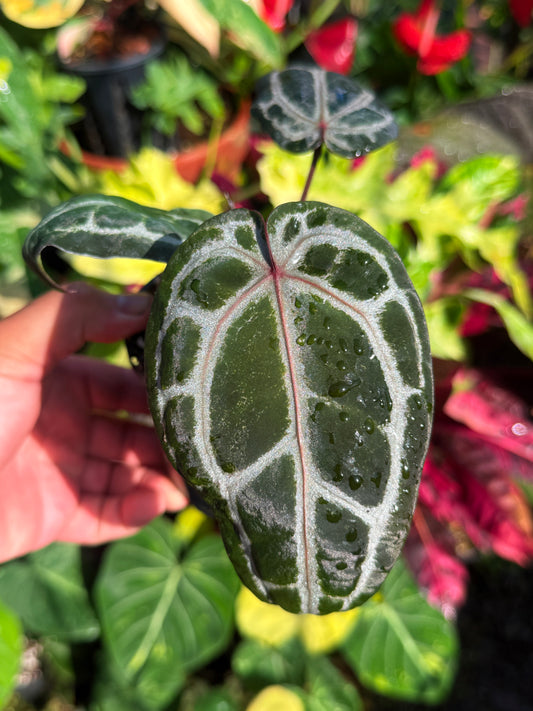 Anthurium 'Red Crystallinum' U10