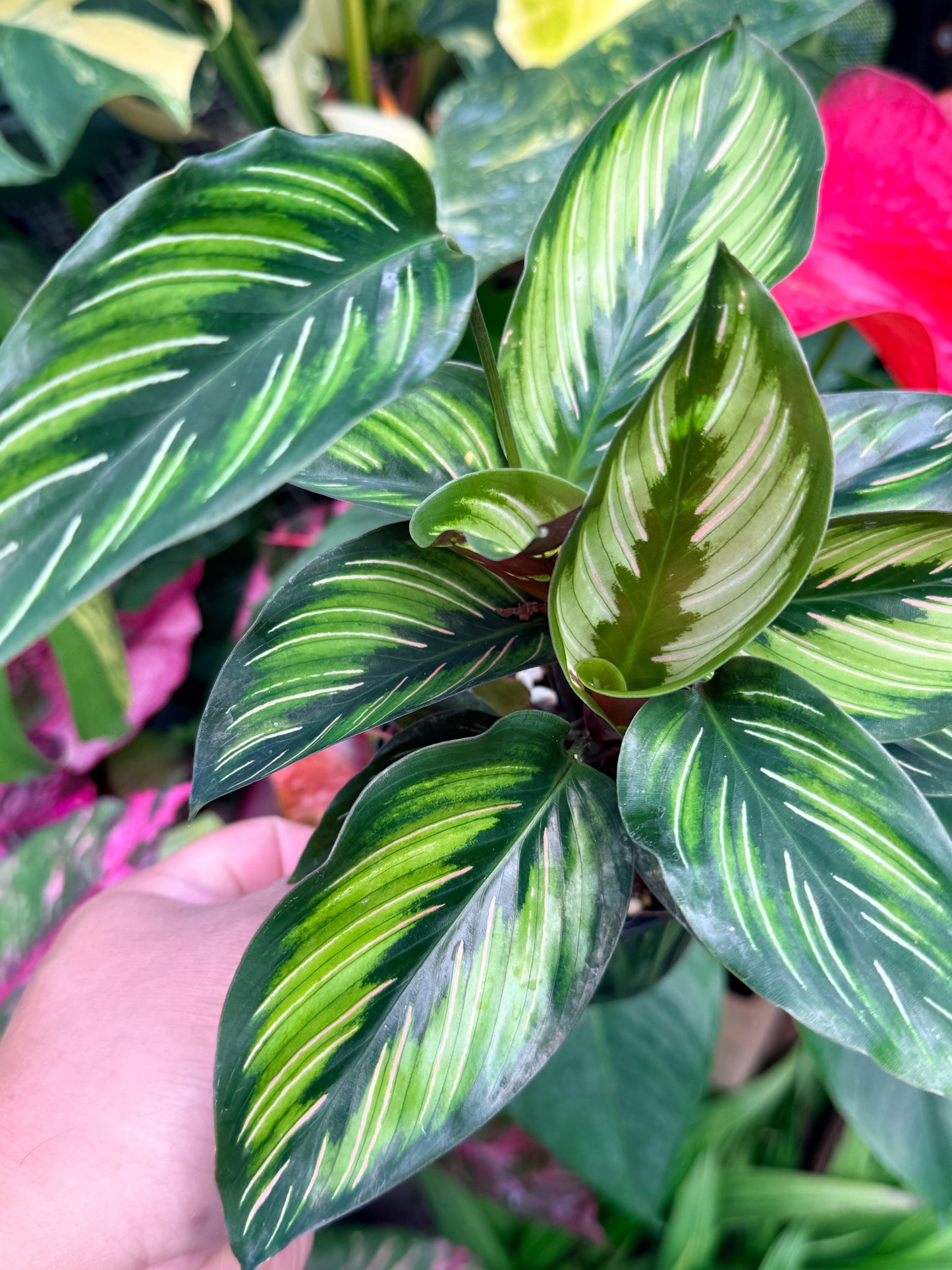 Calathea 'Beauty Star' I78