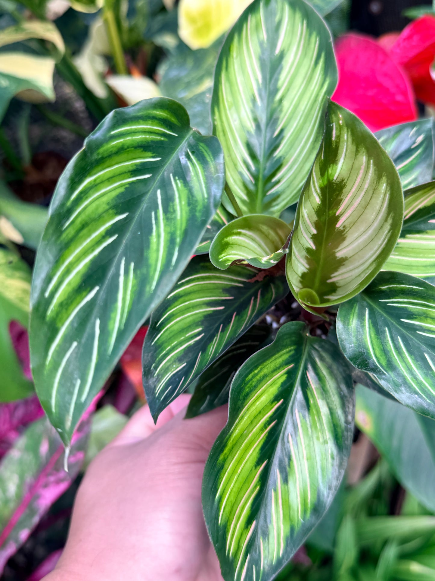 Calathea 'Beauty Star' I78