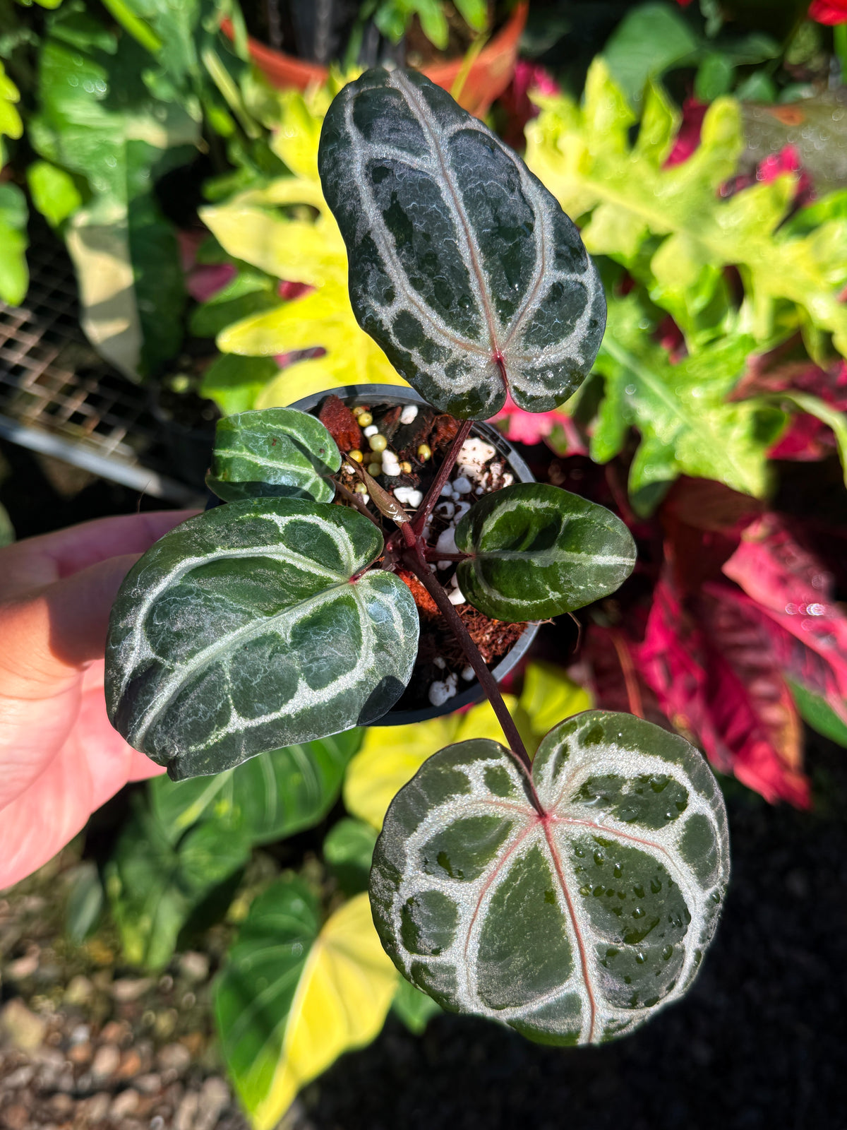 Anthurium 'Red Crystallinum' U10