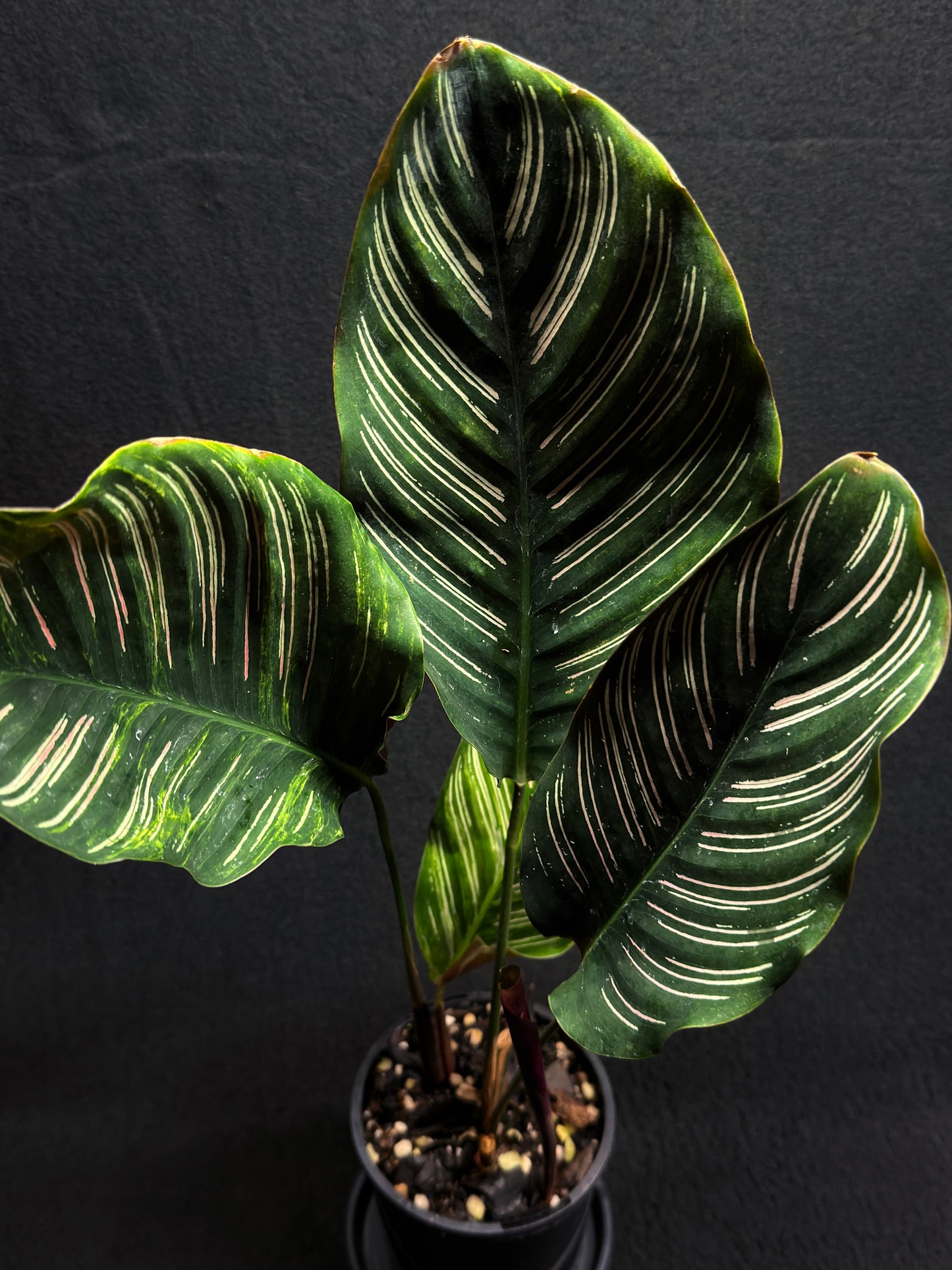 Calathea sanderiana 'Pinstripe Calathea' Variegated H24