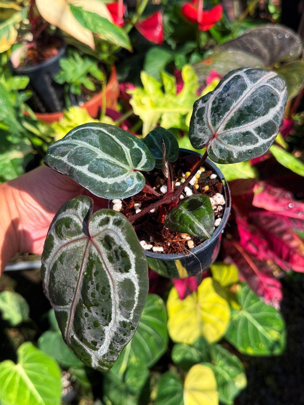 Anthurium 'Red Crystallinum' U10