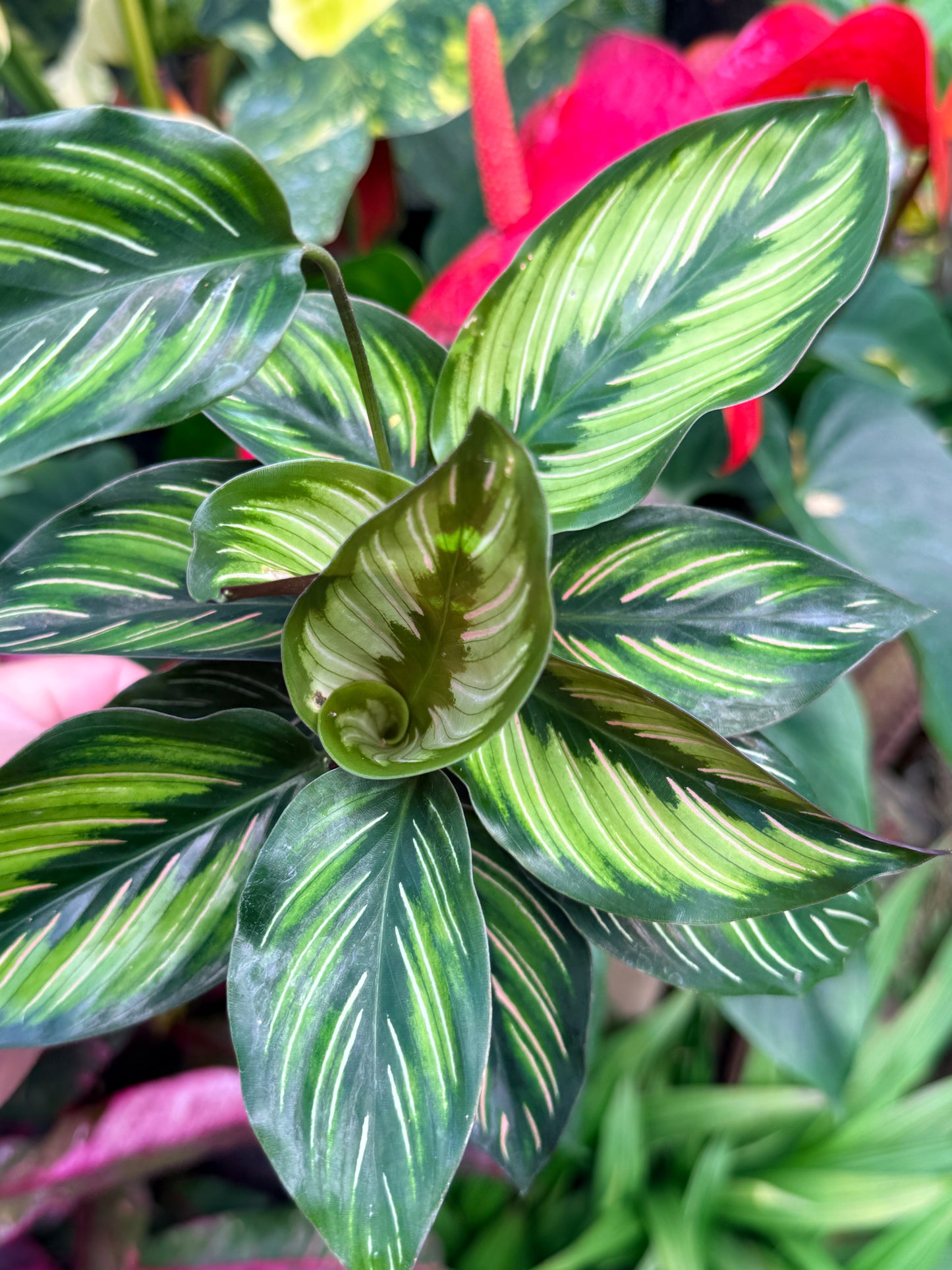 Calathea 'Beauty Star' I78