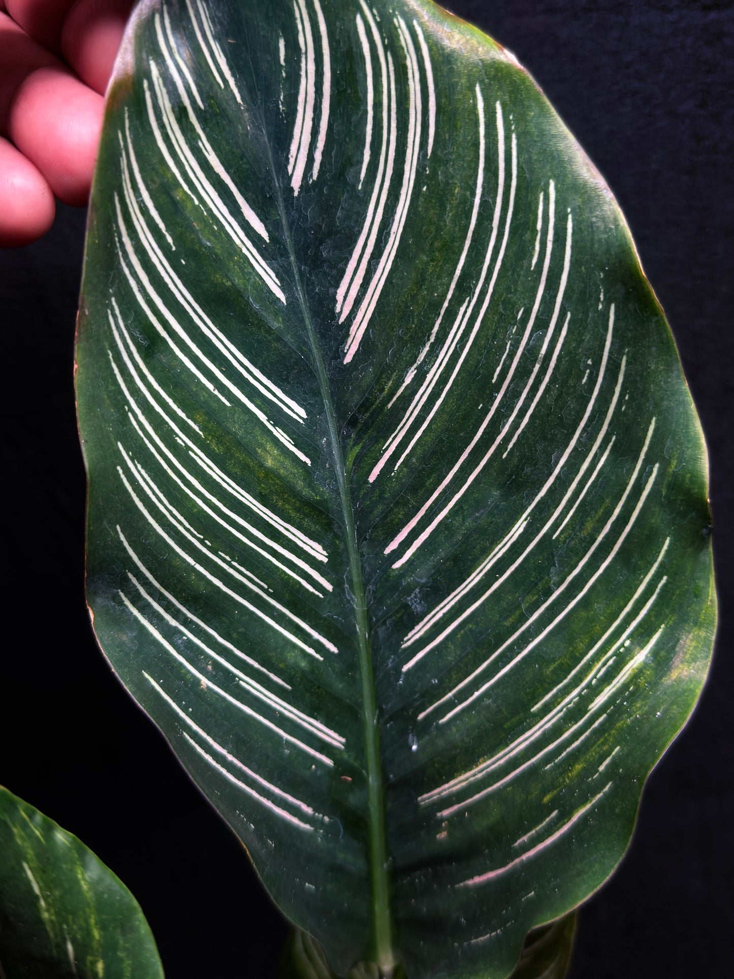 Calathea sanderiana 'Pinstripe Calathea' Variegated H24