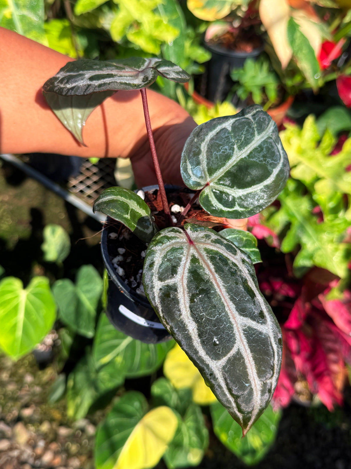 Anthurium 'Red Crystallinum' U10