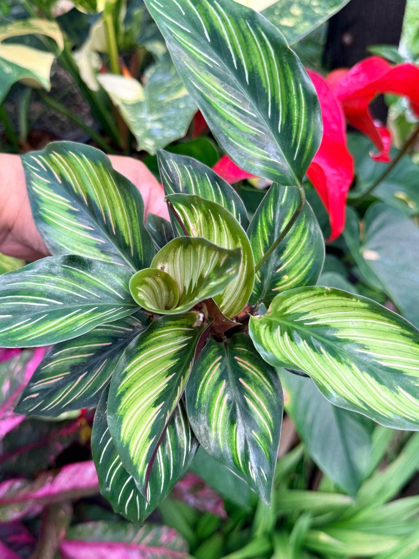 Calathea 'Beauty Star' I78
