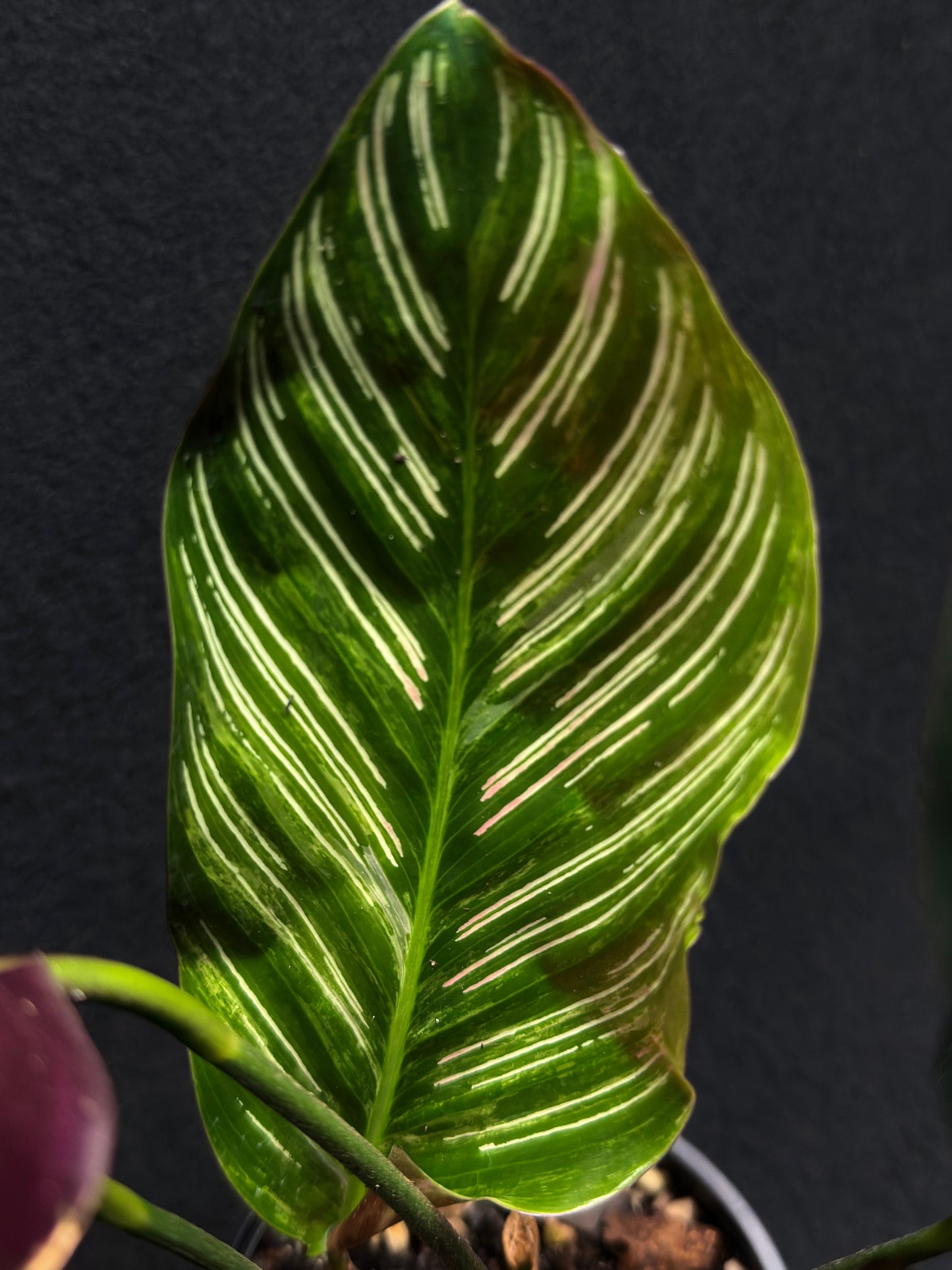 Calathea sanderiana 'Pinstripe Calathea' Variegated H24