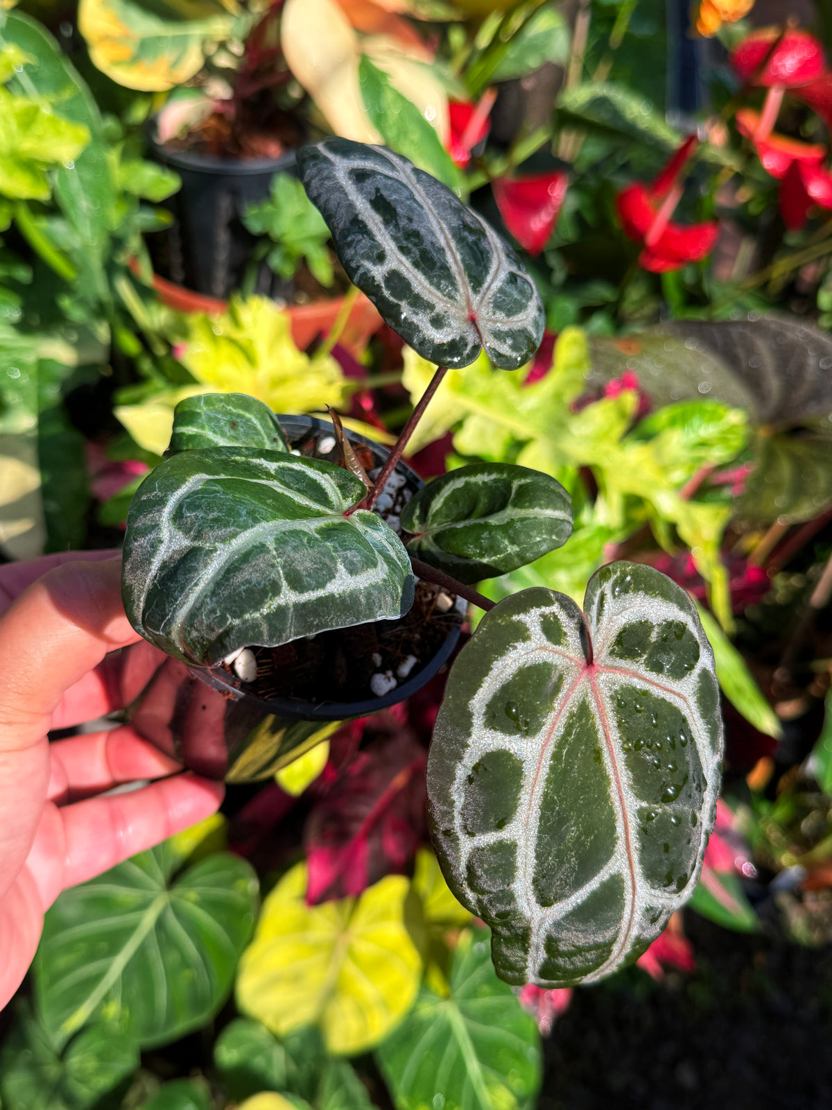 Anthurium 'Red Crystallinum' U10