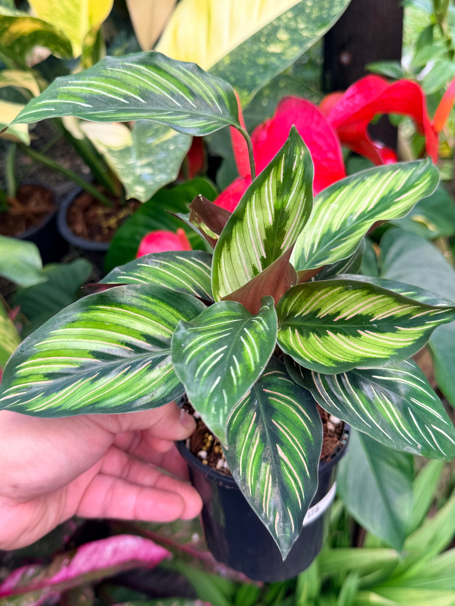 Calathea 'Beauty Star' I78