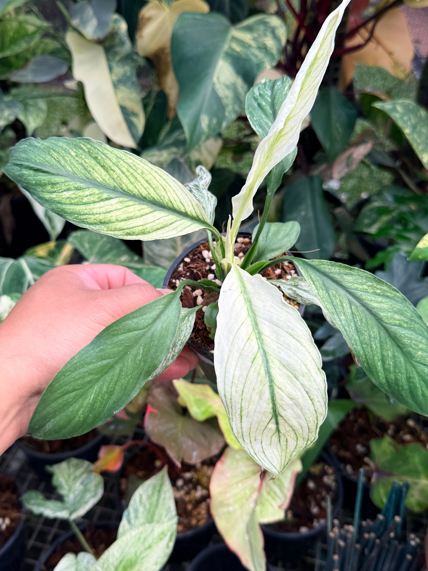 Spatiphyllum Sensation 'Peace Lily' N46