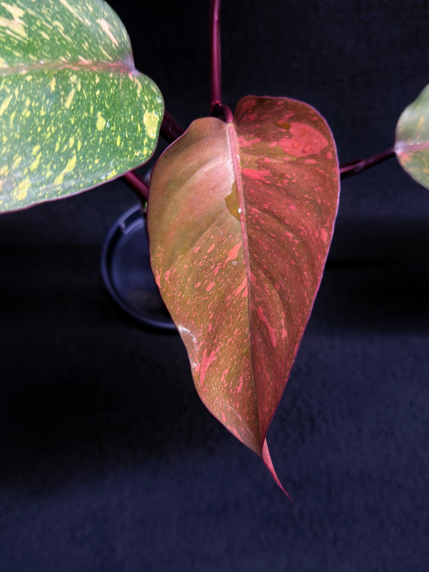 Philodendron 'Orange Princess' - Rarely Offered H25