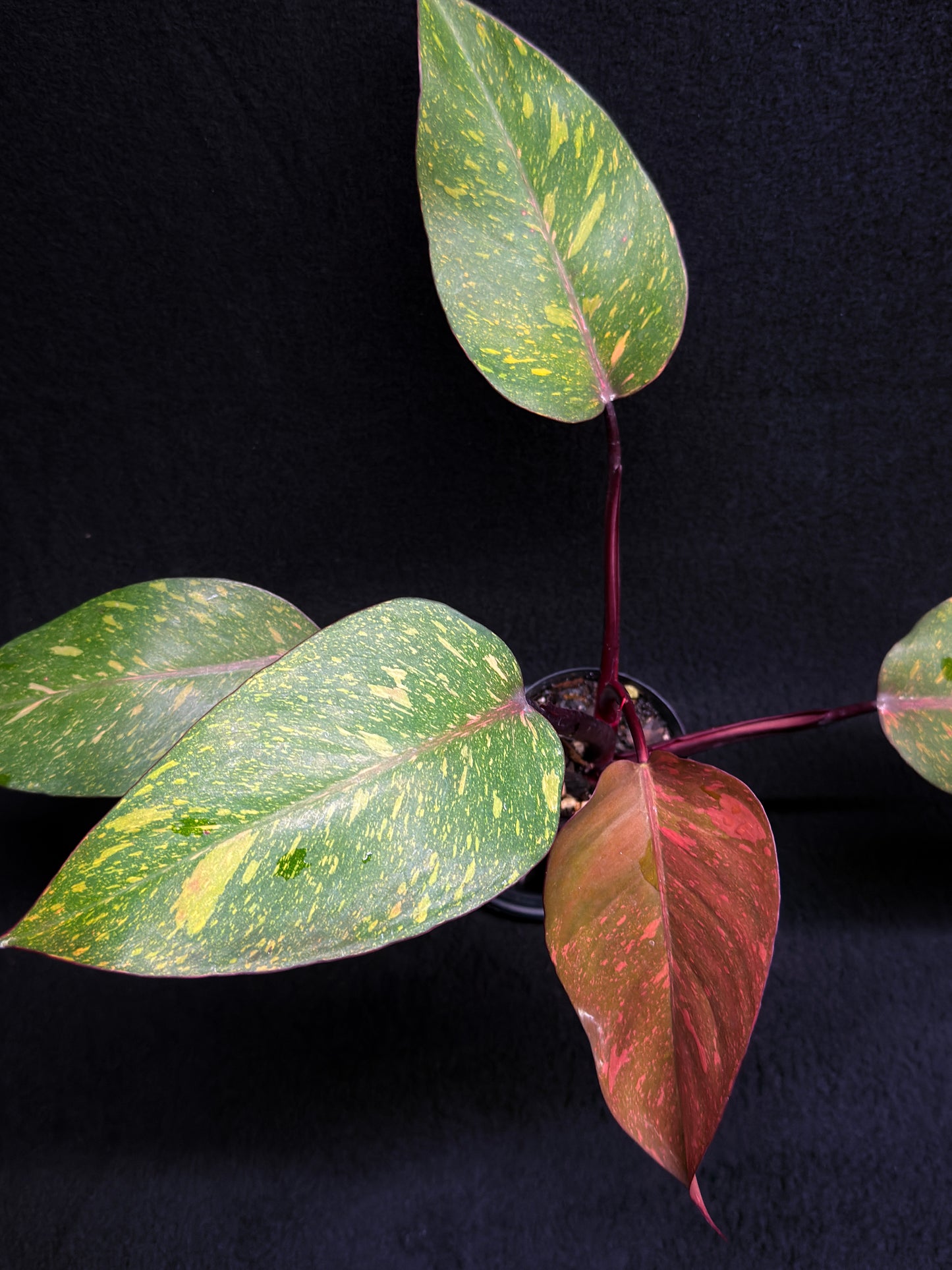 Philodendron 'Orange Princess' - Rarely Offered H25
