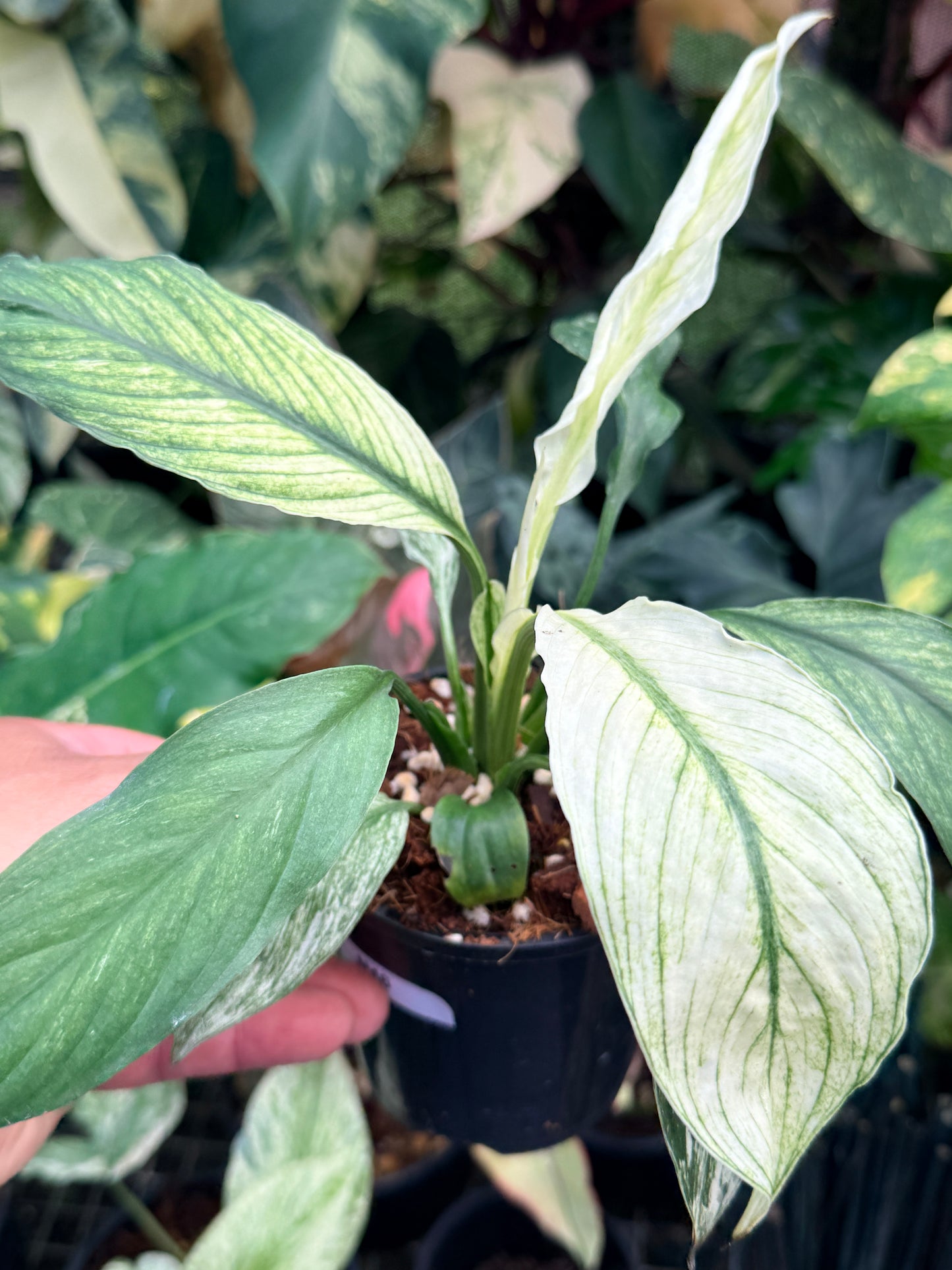 Spatiphyllum Sensation 'Peace Lily' N46