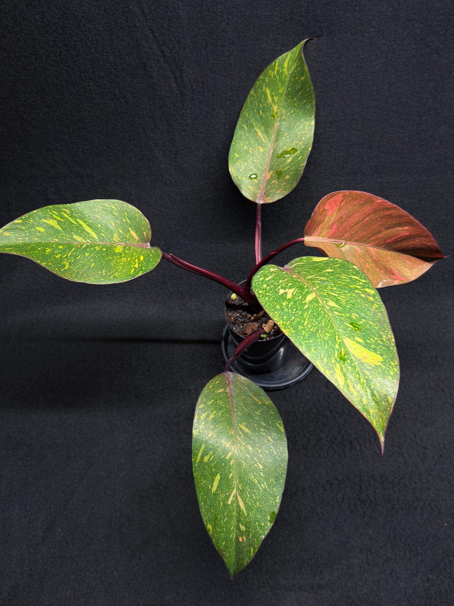 Philodendron 'Orange Princess' - Rarely Offered H25