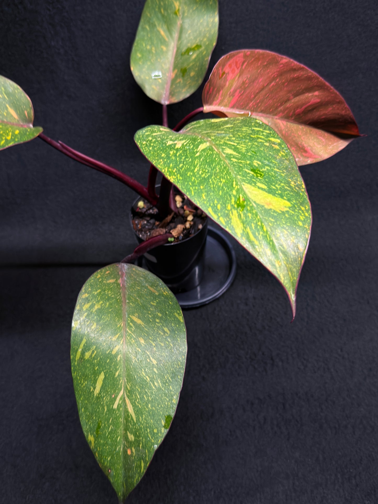 Philodendron 'Orange Princess' - Rarely Offered H25