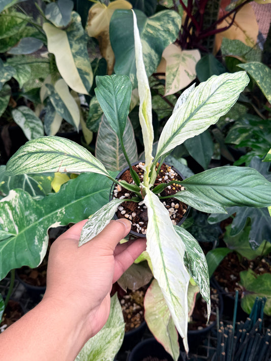 Spatiphyllum Sensation 'Peace Lily' N45