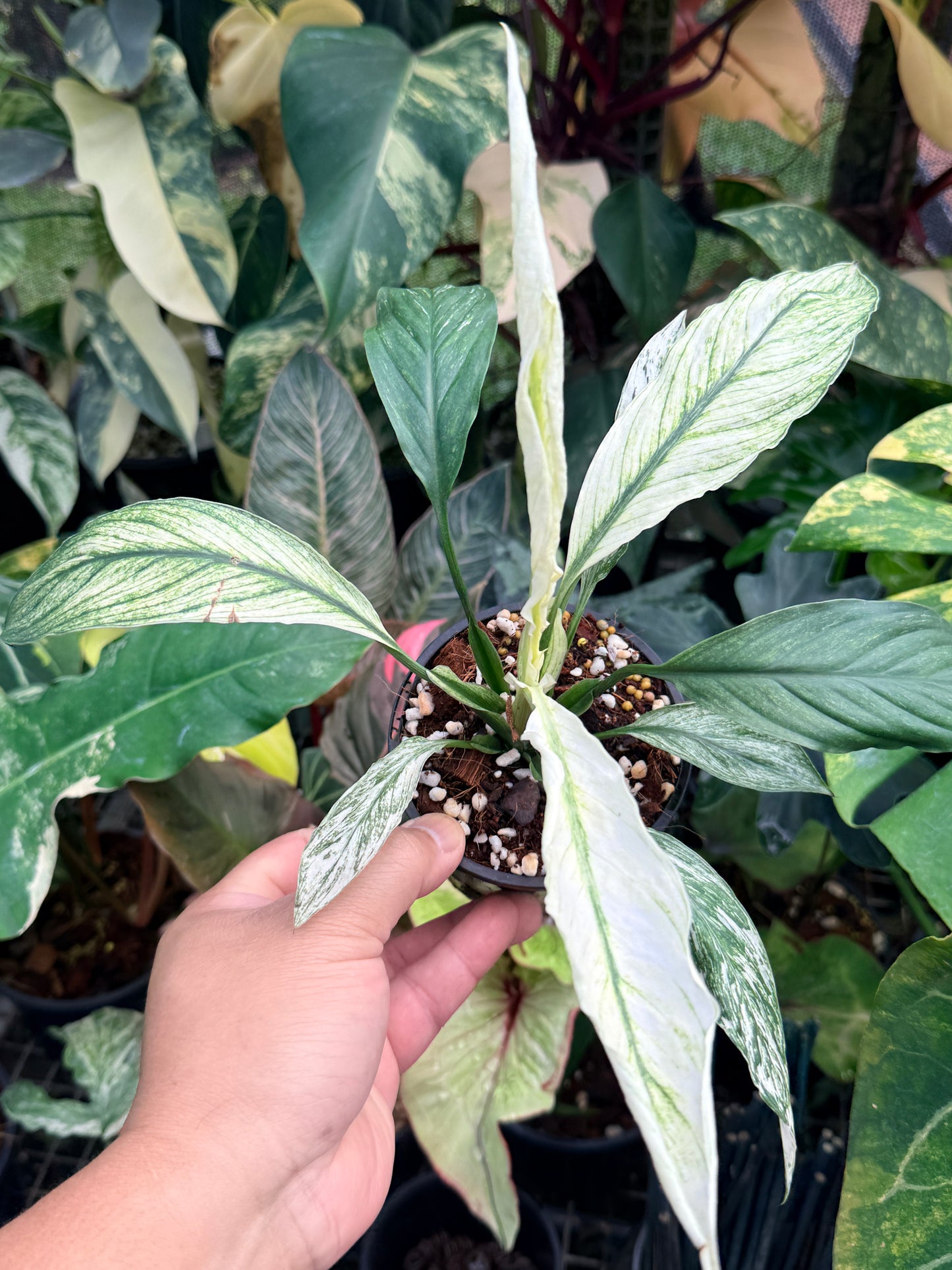 Spatiphyllum Sensation 'Peace Lily' N45