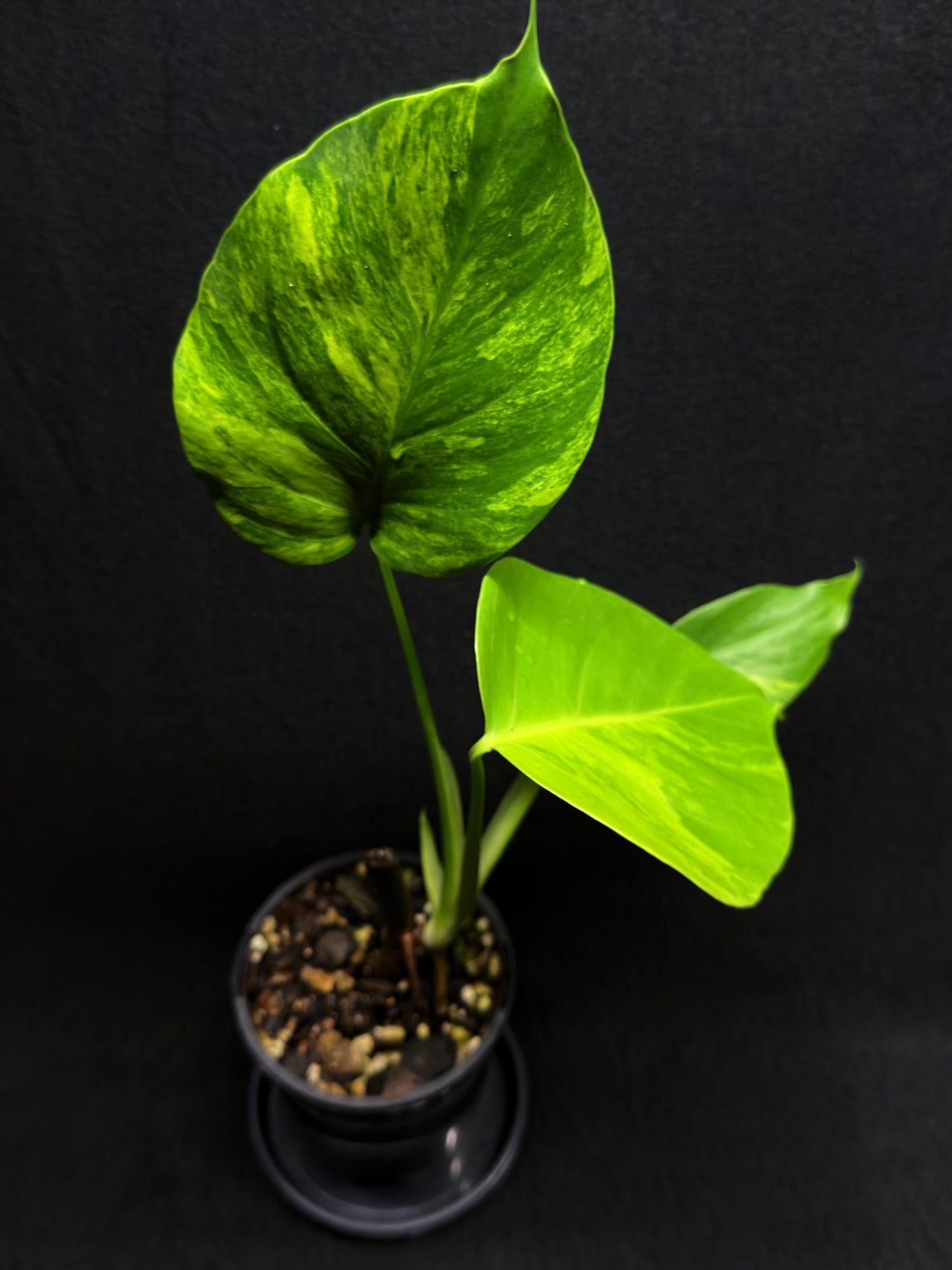 Monstera borsigiana 'Aurea variegated' H26