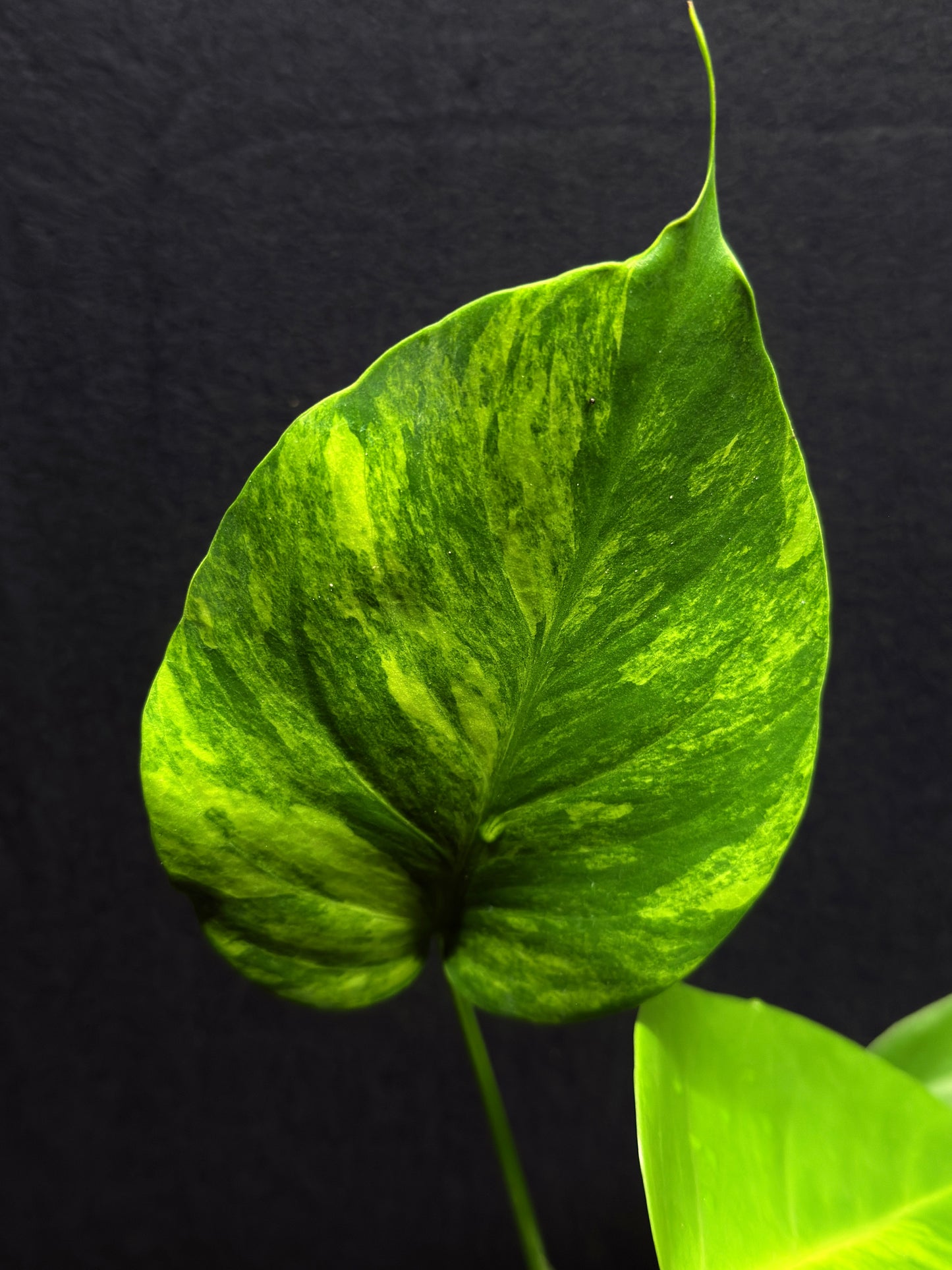 Monstera borsigiana 'Aurea variegated' H26