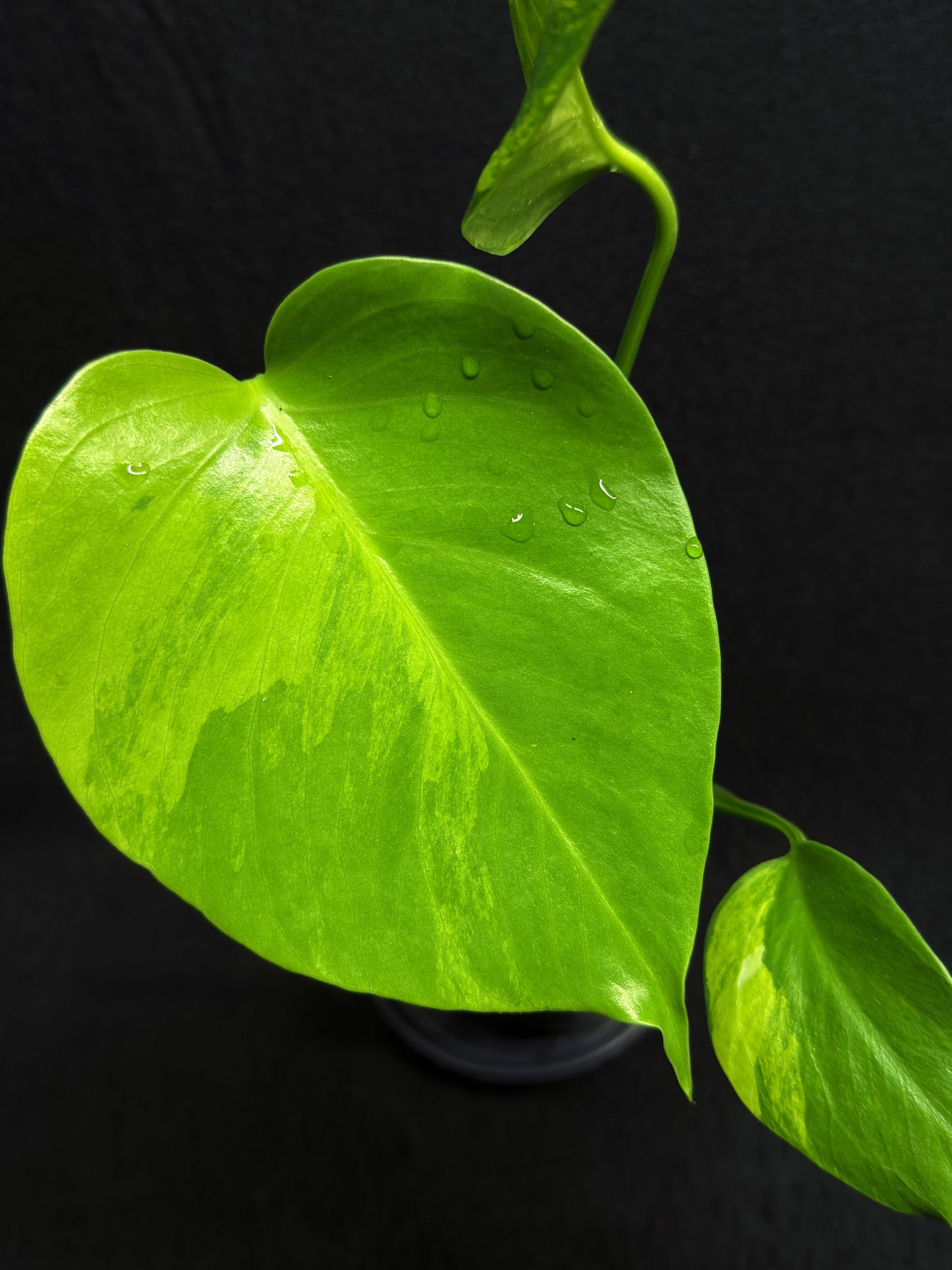 Monstera borsigiana 'Aurea variegated' H26