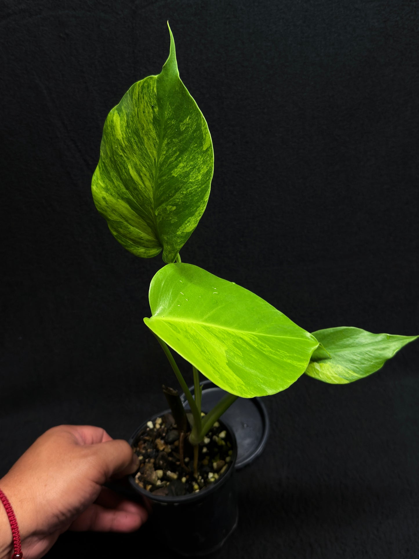 Monstera borsigiana 'Aurea variegated' H26